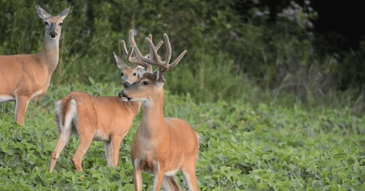 How Landowners can Help Stop Poaching
